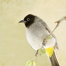 Song of a Bulbul by Yuko Ishii (Color Photograph)