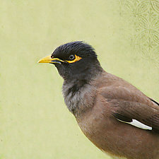 Song of a Myna by Yuko Ishii (Color Photograph)