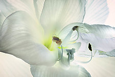 Flower III by Ralph Gabriner (Color Photograph)