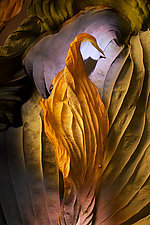 Hosta Leaf by Ralph Gabriner (Color Photograph)