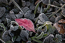 Hoar Frost by Ralph Gabriner (Color Photograph)