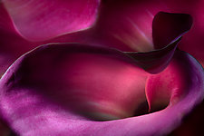 Trumpet Flower II by Ralph Gabriner (Color Photograph)