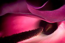 Trumpet Flower by Ralph Gabriner (Color Photograph)