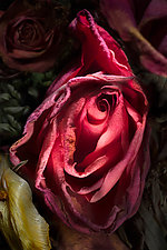 Flower II by Ralph Gabriner (Color Photograph)