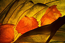 Hosta Leaf III by Ralph Gabriner (Color Photograph)