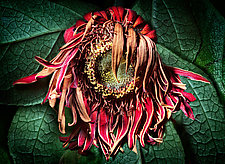 Flower by Ralph Gabriner (Color Photograph)