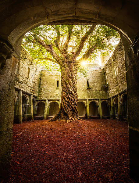 Muckross Abbey Tree of Life by Matt Anderson (Color Photograph) | Artful Home