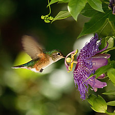 Hummingbird with Passion by Melinda Moore (Color Photograph)
