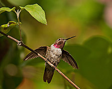 Ruby Hummingbird with Passion Bud by Melinda Moore (Color Photograph)