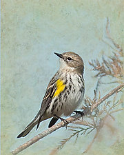 Tiny Yellow Warbler by Melinda Moore (Color Photograph)