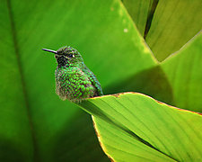 Green by Melinda Moore (Color Photograph)