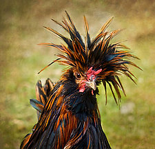 Rod Rooster by Melinda Moore (Color Photograph)