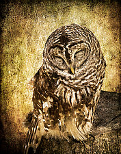 Sleepy Owl by Melinda Moore (Color Photograph)