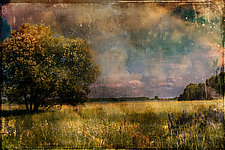 Back Meadow by Eugenie Torgerson (Color Photograph)