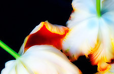 Tulips by Lori Pond (Color Photograph)