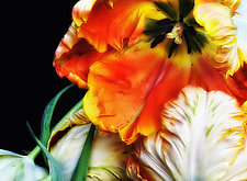 More Tulips by Lori Pond (Color Photograph)
