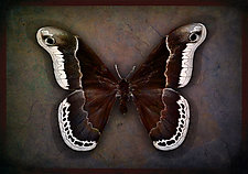 Cobra Moth by Michael Protiva (Giclee Print)