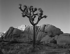 Joshua Tree by William Lemke (Black & White Photograph)