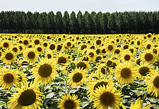 Sunflowers and Trees by William Lemke (Color Photograph)