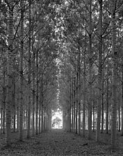 Trees West of Tournon - France by William Lemke (Black & White Photograph)