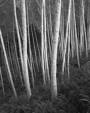 White Trees Costa Rica by William Lemke (Black & White Photograph)