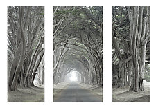 Arched Trees Tryptic by William Lemke (Color Photograph)