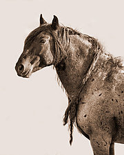 Wild Red Desert Stallion In Sepia by Carol Walker (Color Photograph)