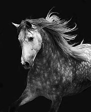 Dappled Spanish Stallion Runs by Carol Walker (Black & White Photograph)