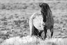 Wild Blue Roan Stallion's Challenge by Carol Walker (Black & White Photograph)