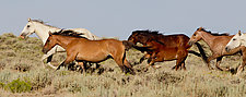 Adobe Town Horses Run by Carol Walker (Color Photograph)