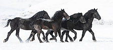 Four Black Percherons Run in the Snow by Carol Walker (Color Photograph)