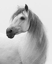Gray Andalusian Stallion Turns by Carol Walker (Black & White Photograph)
