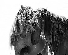 Two Sable Island Stallions Gallery Wrapped by Carol Walker (Black & White Photograph)