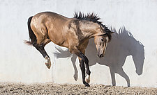 Lusitano Stallion Touching Down by Carol Walker (Color Photograph)