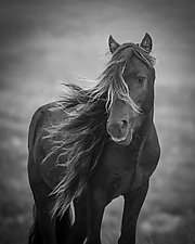 Sable Island Stallion's Dark Portrait II by Carol Walker (Black & White Photograph)
