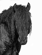 Portrait of a Wild Black Curly Stallion by Carol Walker (Black & White Photograph)