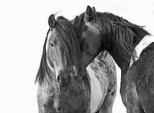 Two Wild Brothers by Carol Walker (Black & White Photograph)