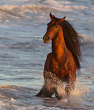 Ocean Horse at Sunset by Carol Walker (Color Photograph)