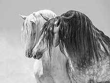 Two Gray Andalusian Stallions II by Carol Walker (Black & White Photograph)