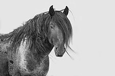 Blue Zeus: Wild Blue Roan Stallion by Carol Walker (Black & White Photograph)