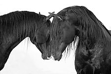 Two Black Stallion Friends by Carol Walker (Black & White Photograph)