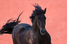 The Stallion and the Red Wall by Carol Walker (Color Photograph)