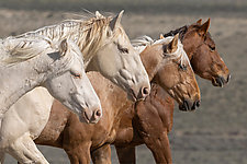 Four Wild Bachelor Stallions by Carol Walker (Color Photograph)
