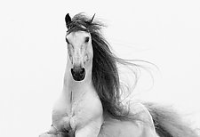 Stallion's Glory by Carol Walker (Black & White Photograph)