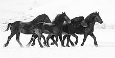 Four Black Percheron Stallions Run in the Snow by Carol Walker (Black & White Photograph)