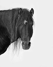 Sable Island Stallion's Portrait by Carol Walker (Black & White Photograph)