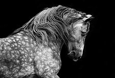 Powerful Andalusian Stallion by Carol Walker (Black & White Photograph)