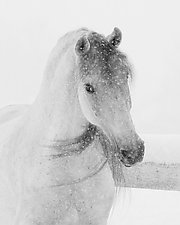 Mischievous Snowy Mare by Carol Walker (Black & White Photograph)