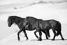 Two Sable Island Stallions Walk Together by Carol Walker (Black & White Photograph)