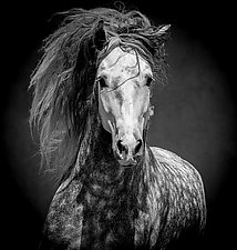 Andalusian Stallion Runs Out of the Dark by Carol Walker (Black & White Photograph)